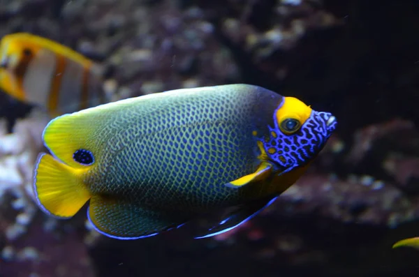 Peixes Tropicais Aquário Berlim — Fotografia de Stock