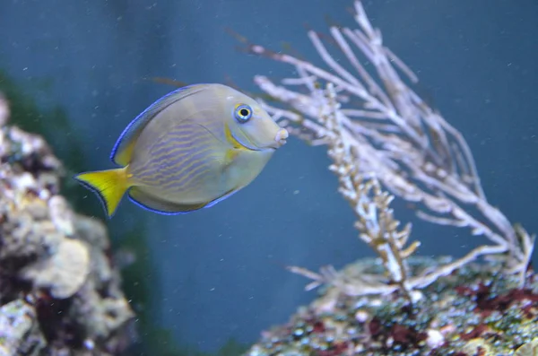 Pesci Tropicali Acquario Berlino — Foto Stock