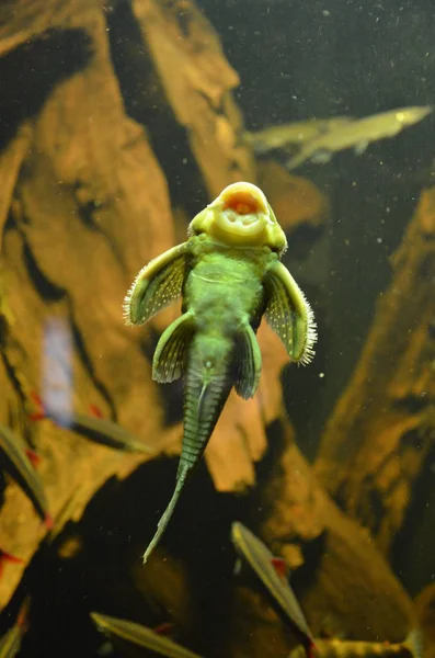 ベルリンの水族館の熱帯魚 — ストック写真