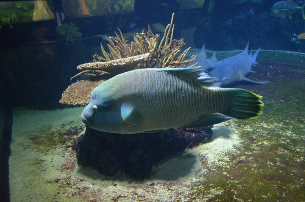 Tropiska Fiskar Akvariet Berlin — Stockfoto