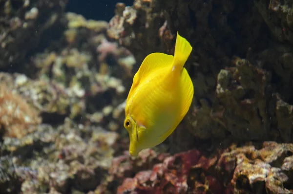 カラフルな熱帯魚の水槽で — ストック写真