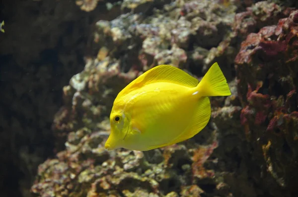 Pesce Tropicale Colorato Acquario — Foto Stock