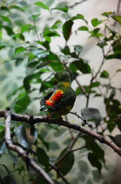 Pássaro Colorido Verde Papagaio Pendurado Vernal — Fotografia de Stock