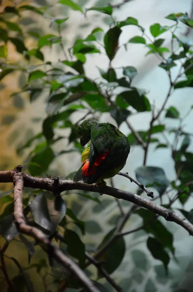 Oiseau Coloré Vert Perroquet Suspendu Vernal — Photo