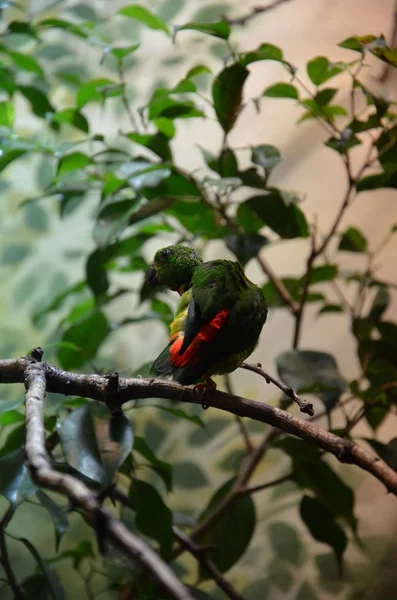 Yeşil Renkli Kuş Lkbahar Papağanı — Stok fotoğraf