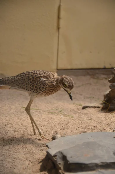 Pazifischer Goldregenpfeifer Zoo — Stockfoto