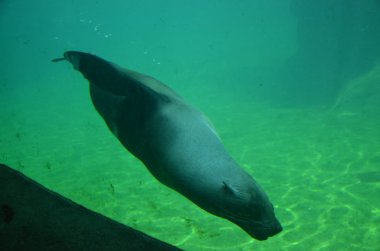 Liman Mührü (Phoca vitulina)