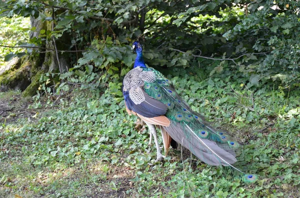 Belo Pavão Zoológico — Fotografia de Stock