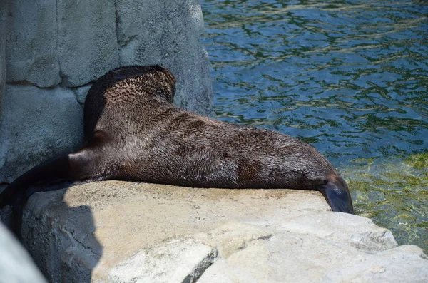 Zeehond Phoca Vitulina — Stockfoto