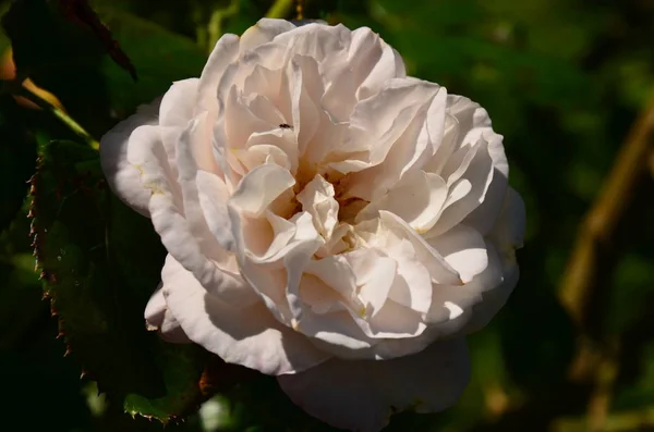 White Rose Garden — Stock Photo, Image