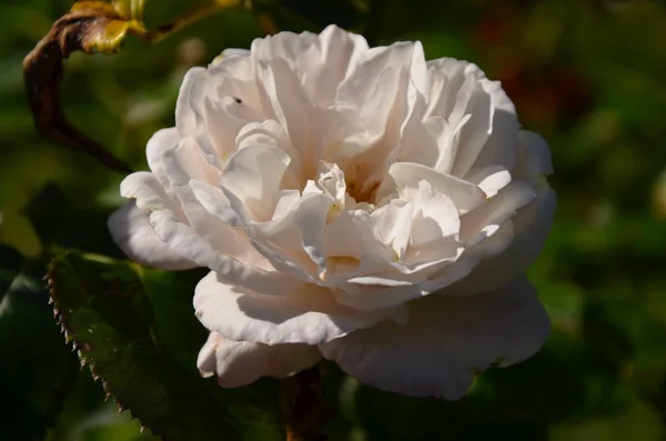 White Rose Garden — Stock Photo, Image