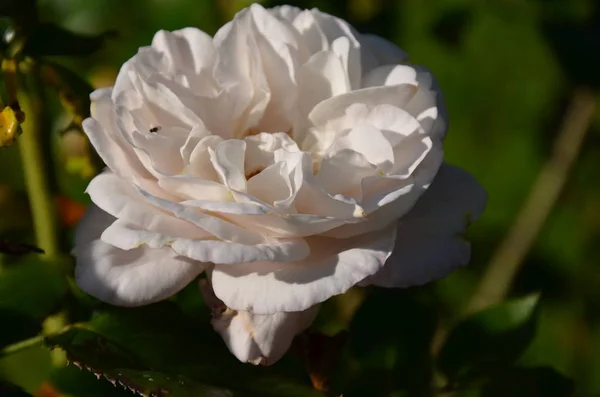 White Rose Garden — Stock Photo, Image