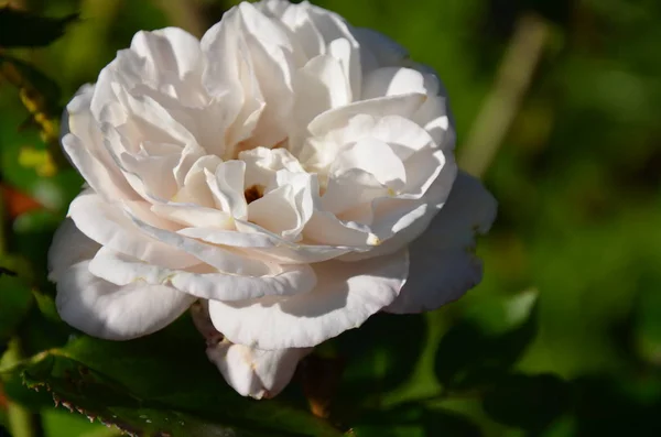 White Rose Garden — Stock Photo, Image