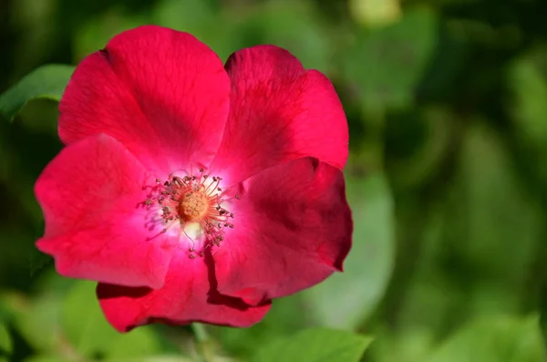 Beautiful Flower Garden — Stock Photo, Image