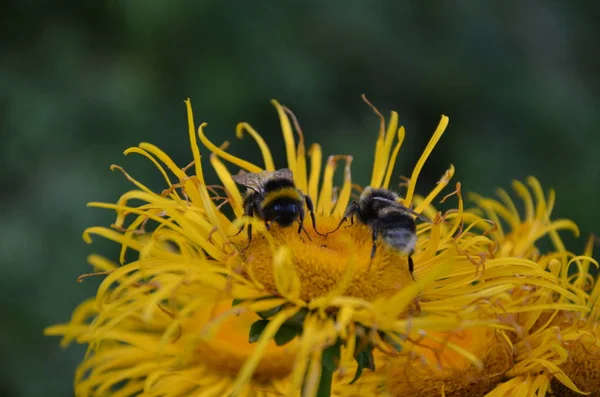 Bumble Bee Profil Sayfası Yeşil Mor Çiçek — Stok fotoğraf