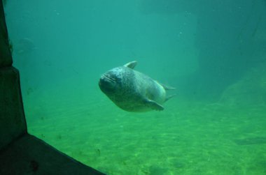 Liman Mührü (Phoca vitulina)