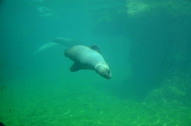 Liman Mührü (Phoca vitulina)