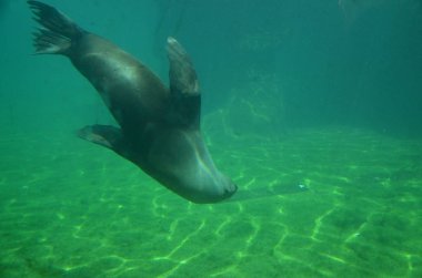 Liman Mührü (Phoca vitulina)