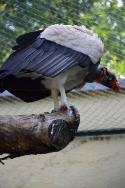 Akbaba, Kral sarcoramphus baba