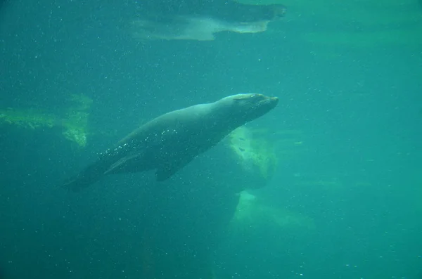 Harbor Seal Phoca Vitulina — Stock Photo, Image