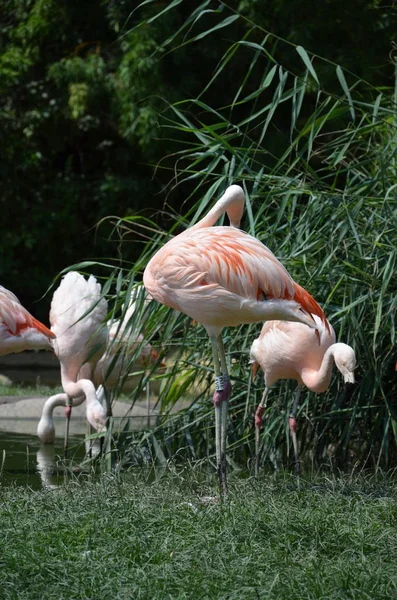 Beau Groupe Flamants Roses Avec Leurs Longs Cous — Photo