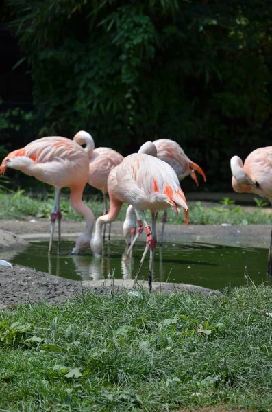 Beautiful Group Flamingos Long Necks — Stock Photo, Image