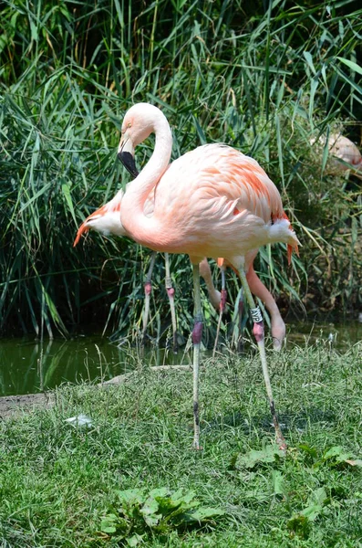 Belo Grupo Flamingos Com Seus Pescoços Longos — Fotografia de Stock