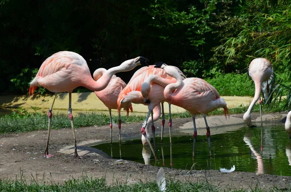 Schöne Gruppe Von Flamingos Mit Ihren Langen Hälsen — Stockfoto