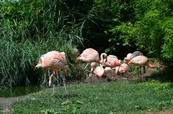 Beau Groupe Flamants Roses Avec Leurs Longs Cous — Photo