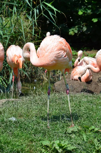 Beau Groupe Flamants Roses Avec Leurs Longs Cous — Photo