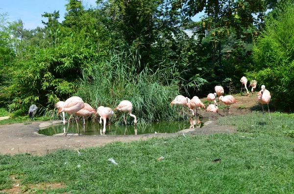 Uzun Boyunlu Güzel Bir Flamingo Grubu — Stok fotoğraf