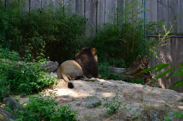 Λιοντάρι Στον Ζωολογικό Κήπο Της Φρανκφούρτης — Φωτογραφία Αρχείου
