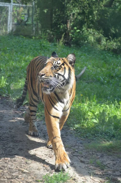 Siberian Tiger Panthera Tigris Altaica — Stock Photo, Image