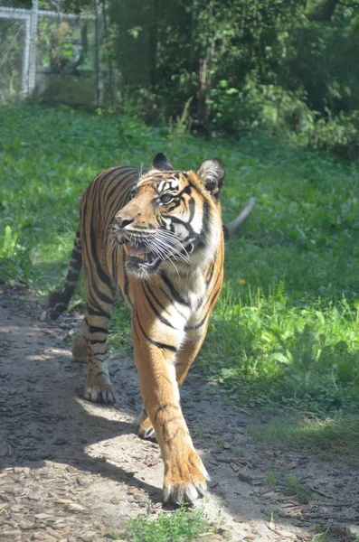 Sibirya Kaplanı Panthera Tigris Altaica — Stok fotoğraf