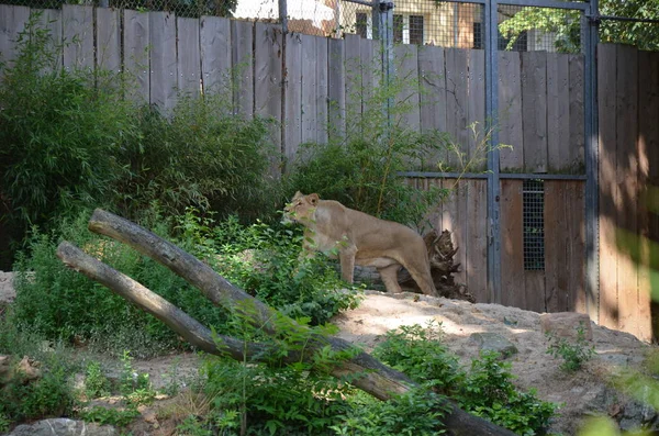 Lion Dans Zoo Francfort — Photo