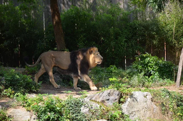 Löwe Frankfurter Zoo — Stockfoto