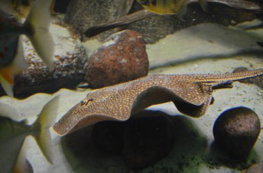 Akvaryum tropikal balık, Berlin