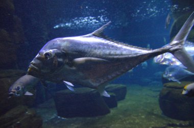 Kilitleme balık Selene dorsalis Atlantic, akvaryum Berlin Almanya