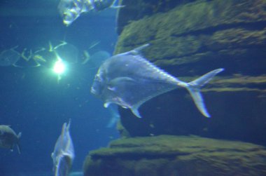 Kilitleme balık Selene dorsalis Atlantic, akvaryum Berlin Almanya