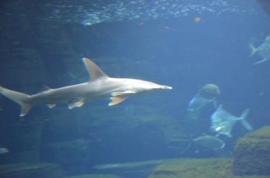 Berlin akvaryumunda köpekbalığı (Almanya)