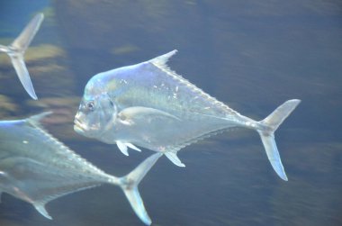 Kilitleme balık Selene dorsalis Atlantic, akvaryum Berlin Almanya