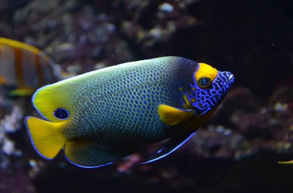 Peces Tropicales Acuario Berlín — Foto de Stock