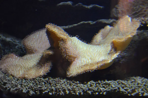 Coral Acuario Berlín Alemania —  Fotos de Stock