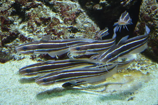 Tropische Vissen Aquarium Berlijn — Stockfoto