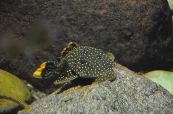 Peixes Tropicais Aquário Berlim — Fotografia de Stock