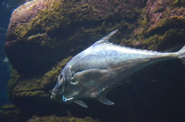 Lockdown Fish Selene Dorsalis Atlantic Aquarium Berlin Germany — Stock Photo, Image