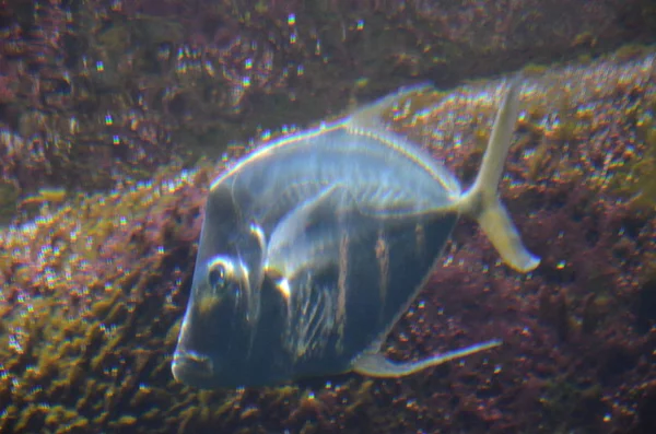 Lockdown Fish Selene Dorsalis Atlantic Aquarium Berlin Germany — Stock Photo, Image