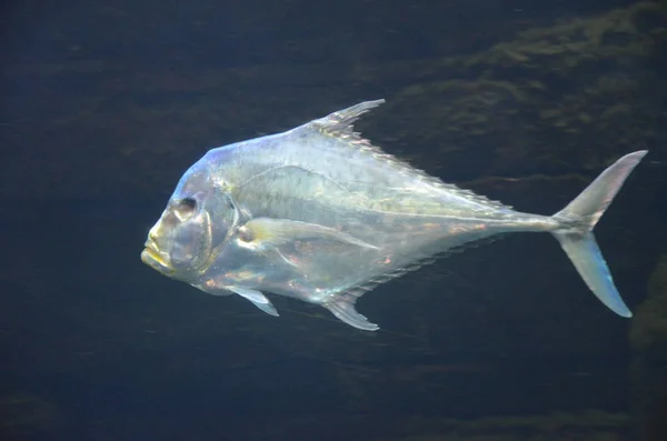 Lockdown Fish Selene Dorsalis Atlantic Аквариум Берлин Германия — стоковое фото