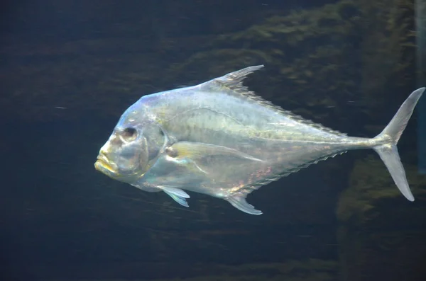 Uzamčení Ryby Selene Dorsalis Atlantiku Akvárium Berlín Německo — Stock fotografie