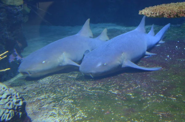 Haai Het Aquarium Van Berlijn Duitsland — Stockfoto